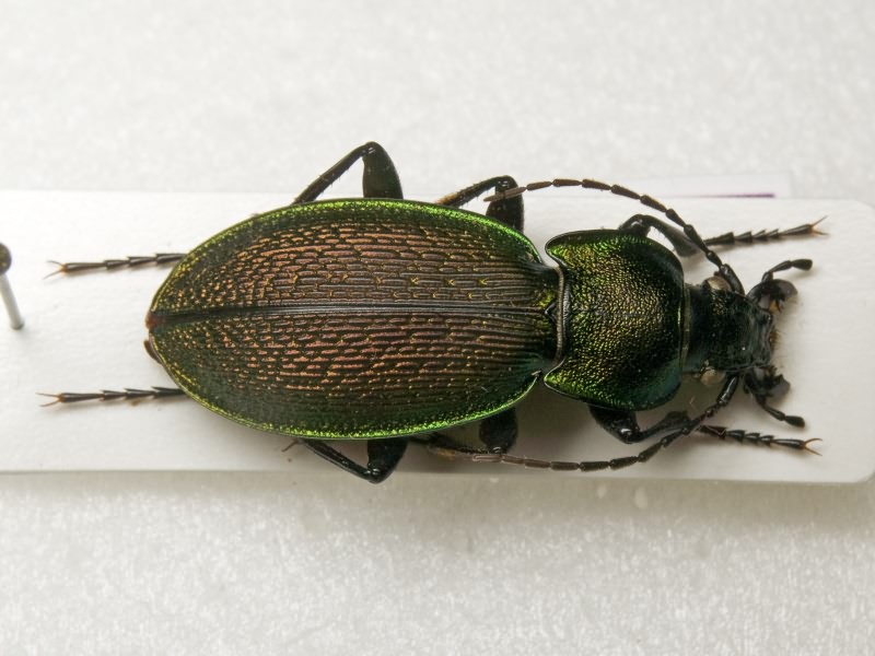 Carabus excellens Fabricius, 1798